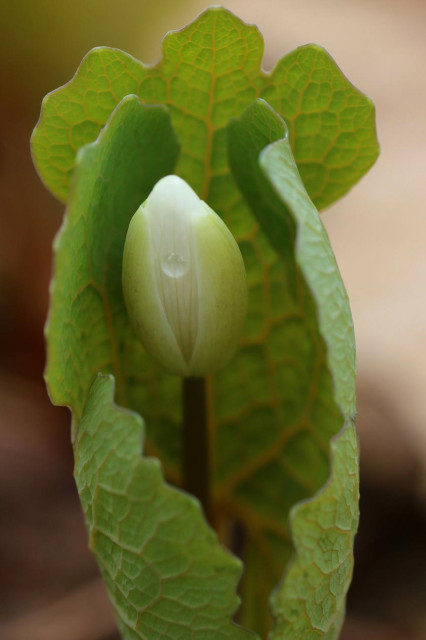 Macro photograph of the greenish bud of a Bloodroot flower, barely open at the end of its red stem, with a small, glistening droplet of water on its veined white petals, and still protected by the plant's single leaf, green with orange veins, wrapped around it. The background is brown and blurred.

Photographie macro du bouton verdâtre d'une fleur de Sanguinaire du Canada, à peine entrouvert au bout de sa tige rouge, avec une petite goutte d'eau brillante sur ses pétales blancs veinés, et encore protégé par l'unique feuille de la plante, verte et veinée de orange, enroulée autour. L'arrière-plan est brun et flou.

