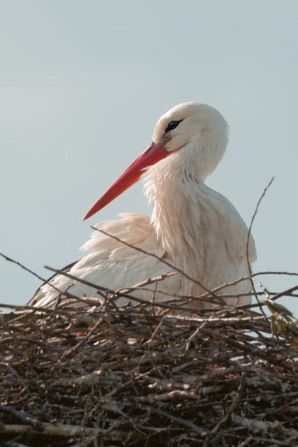A white stork resting in a large nest of intertwined branches, illuminated by soft daylight against a pale blue sky. The bird’s bright red beak and dark eye markings stand out against its white feathers, while the low-angle perspective gives the scene a calm, dignified presence.