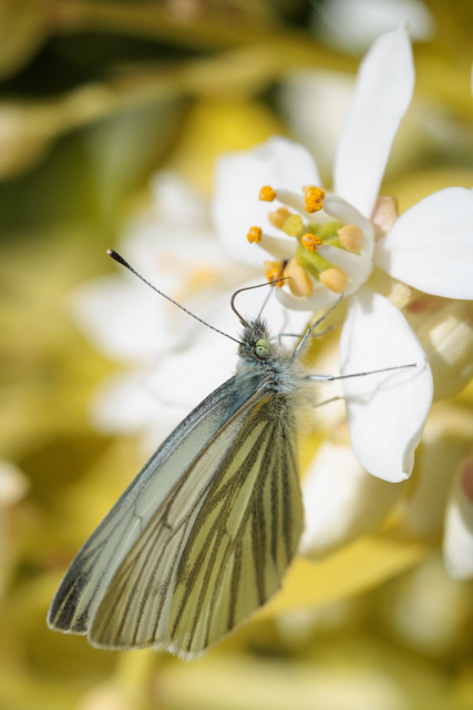 Grey-white butterfly, wings folded, perching on and sipping nectar from a white flower surrounded by yellow leaves.