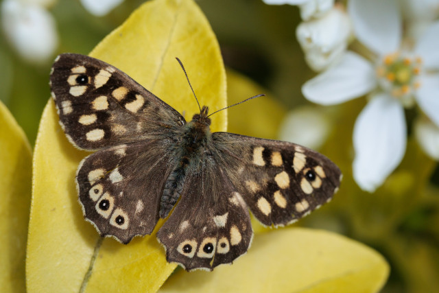 Brown butterfly, open wings velvety with tiny scales, sunning itself on a yellow leaf.