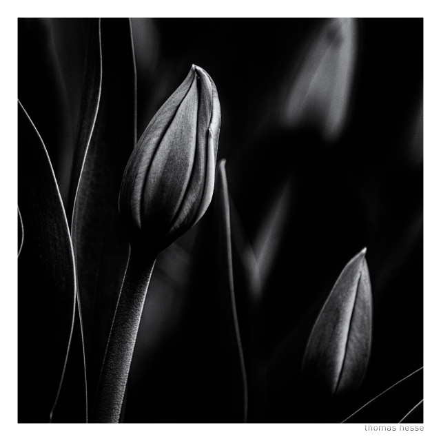 Tulpen in S/W