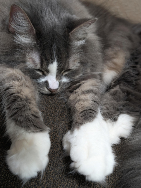 Vertical photo of my floofy grey and white kitty, Fell, whose sleeping form fills the frame as she drapes over a brown sofa cushion, her eyes closed on either side of the white blaze that flashes down the bridge of her nose to where the dusky pink boop of it nuzzles into the cushion. Her frou-frou-y grey legs all stretch forward, the back two skirted by the fluffy grey bell pull of her tail and the front two like a white-mittened Superman diving through the clouds.