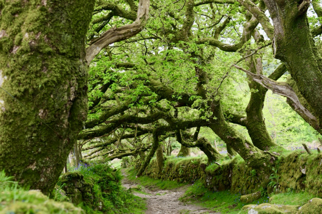 Greening oaks bending over a footpath.