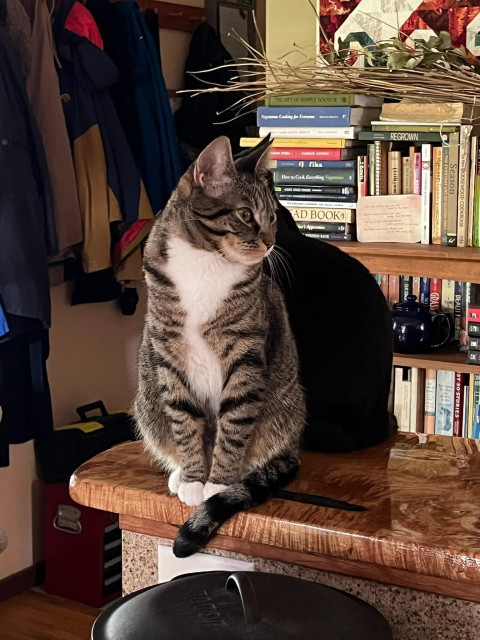 A tabby cat sits sleepily on a counter. Just behind her is the outline of a black cat who almost looks like her shadow.