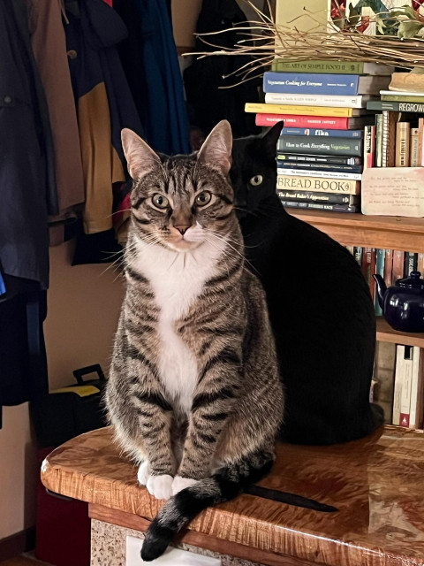 A tabby cat sits sleepily on a counter. Just behind her is the outline of a black cat who almost looks like her shadow.