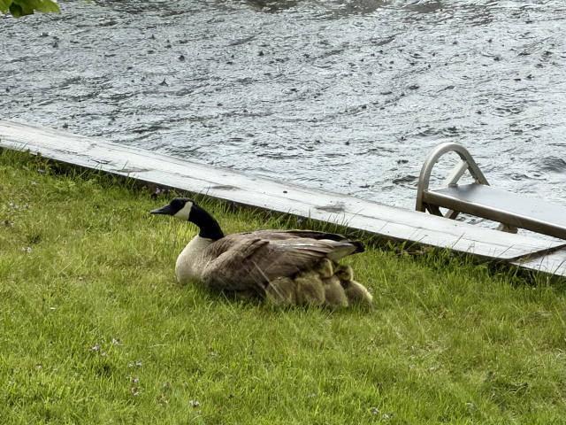 Photograph of ten(!) — Trust me. I counted them beforehand — downy goslings huddled beneath their Canada goose mother’s tail and wing during a rainstorm. They are on a lawn next to a lake.
