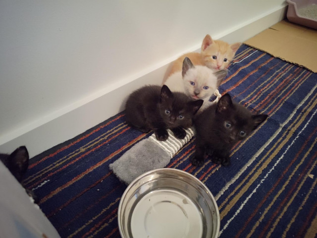 Bunch of colorful kittens sitting all looking at the camera with their eyes wide open