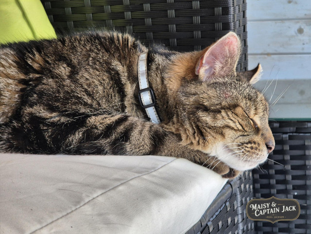 A close-up shot of Captain Jack, a handsome grey tabby cat, deep in sleep. He is laying up on a light-colored outdoor furniture cushion, resting his head near the edge with his eyes tightly shut. He wears a thin, reflective collar. The background features the dark, textured weave of a wicker chair and a soft green pillow, creating a cozy, serene atmosphere for the resting Captain Jack.

A stylized logo in one corner reads "Maisy & Captain Jack" and the photographer's name "Paul Jackson", confirming the identity of this charismatic feline.
