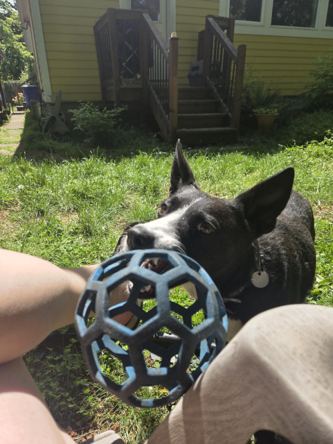 A black and white dog shoves her favorite blue honeycomb ball toward me (holding the camera) in a desperate bid to play fetch