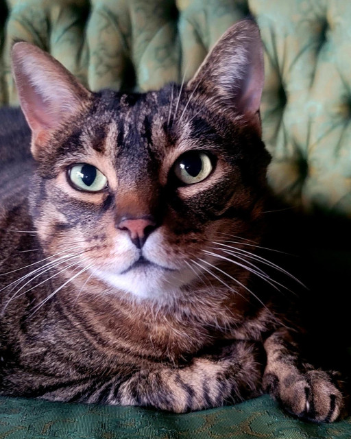 Tabby cat, head and front paws, looking into the camera