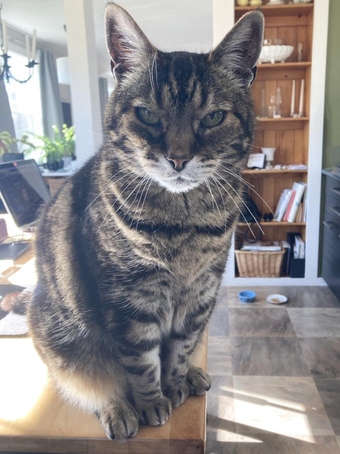 Tabby cat bathed in light streaming in from a window to his right (our left). He's looking a bit dazed as he stares at the camera. He's sitting on a light wood table with an open laptop in the background. 