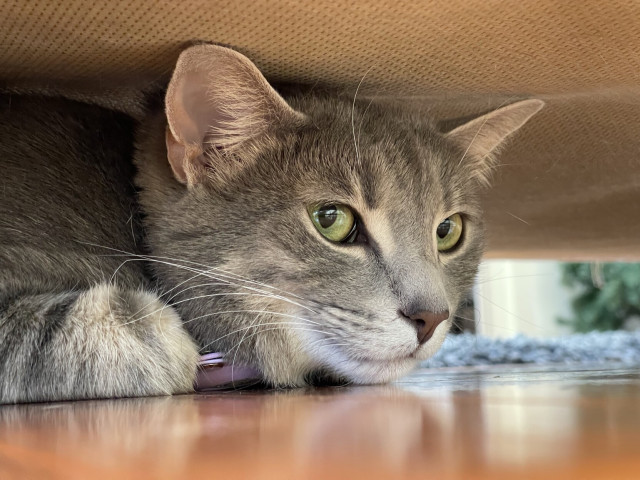 A gray cat is lying under furniture, peeking out with curious green eyes. Its fur is soft, and its ears are perked up, suggesting a sense of alertness. The background features a wooden floor and a hint of greenery.