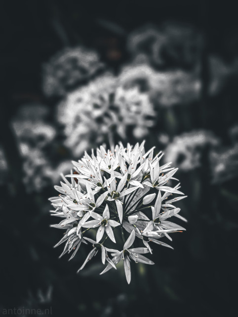 A moody macro photograph of a Wild Garlic flower head.

A single, spherical umbel composed of many small, white, star-shaped flowers is the central focus. Each individual bloom has six pointed petals and a subtle green center.\

The background is dark and heavily blurred, featuring the ghostly silhouettes of other flower heads. The image is nearly monochromatic.