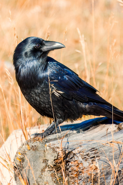 Glossy black raven perched on a weathered log among dry golden grass, its feathers reflecting blue in the sunlight.