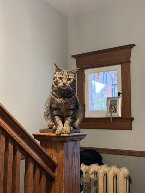 A tabby cat sitting on the post at the bottom of a set of stairs