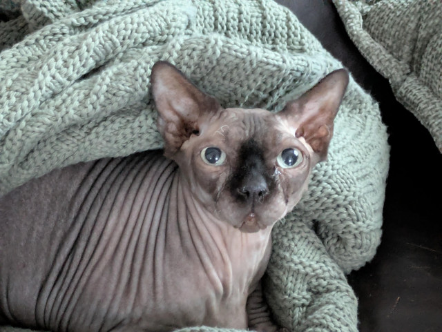 An image of a skin cat/sphynx cat. A hairless, wrinkled body ends in a large head. Large pointed ears sit erect onnan oval head. Light blue glassy eyes peer at something above the viewers head. Around the cat a ligjt green knitted blanket warms the cat and the lap of the viewer. The cat's nose is darker than the rest of him giving a strong hint of being siamese in his heritage.