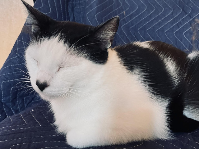 Slender tuxedo cat with heart nose, looking happy with eyes closed. 