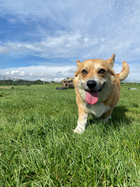 Canis lupus pembrokensis, running across a grassy field towards the camera, tongue out. 