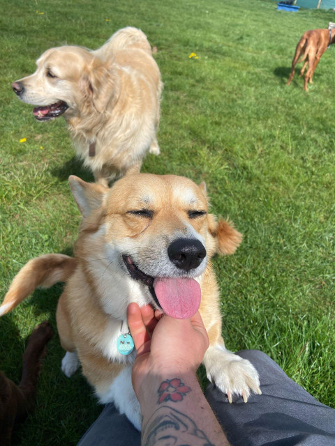 Canis lupus pembrokensis, tongue out and happy ^^ eyes, jumping up on the photographer from the previous photo. Behind her, a gorgeous golden retriever looks rather gorgeous. 