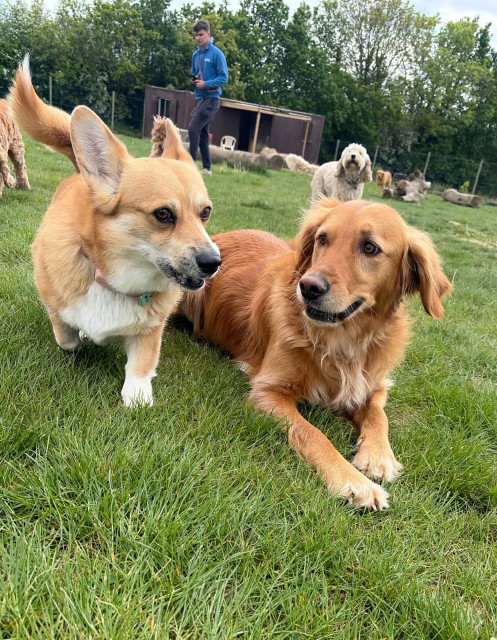 Canis lupus pembrokensis, hanging out on the grass with her friend Bernie, a ginger dog whose breed I dare not speculate on, maybe a gun dog of some kind. 