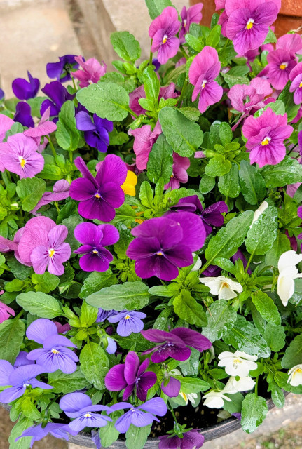 A pot of colorful violas. 