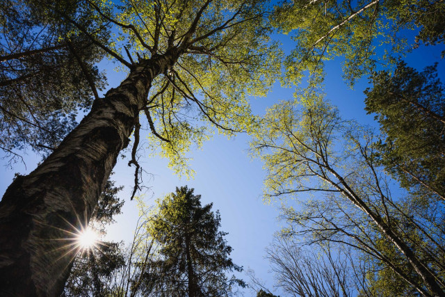 A wide angle photograph looking straight up next to a quite large birch tree. The trunk of the birch begins at the lower left corner and ends with a canopy full of sunlit bright green leaves near the middle of the top edge.

The sun, poking out just beside the trunk near the bottom forms a sunstar between the trunk and a distant pine tree behind it. There are a few other trees in the photo, mostly pine and birch, all their trunks converging toward the top middle.

The sky behind the trees is clear blue.