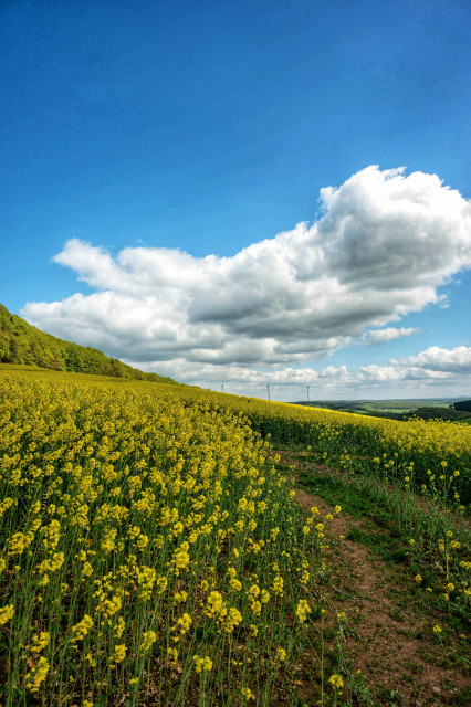 Das Bild zeigt eine weite, hügelige Frühlingslandschaft unter einem strahlend blauen Himmel mit einer großen, weißen Schönwetterwolke im Zentrum. Im Vordergrund erstreckt sich ein üppiges Feld aus goldgelb blühendem Raps (Brassica napus), dessen einzelne Pflanzen etwa 100 bis 150 cm hoch in die Luft ragen. Die unzähligen kleinen, vierblättrigen Blüten bilden ein dichtes, leuchtend gelbes Meer, das sich sanft über die Anhöhe zieht. Durch das Feld windet sich ein schmaler, erdiger Pfad aus braunem Boden und kurzen grünen Gräsern, der den Blick in die Ferne leitet.Am linken Bildrand steigt ein bewaldeter Hügel mit frischen, hellgrünen Laubbäumen an, während am fernen Horizont drei schlanke Windkraftanlagen als feine vertikale Linien gegen den Himmel erkennbar sind. Die Farbe Gelb der Blüten lässt sich als eine intensive, warme Strahlung beschreiben, ähnlich wie die Wärme der Mittagssonne auf der Haut an einem klaren Tag. In der Ferne geht das leuchtende Gelb der Nutzpflanzen in das sanftere Grün einer weiten Talsohle über.