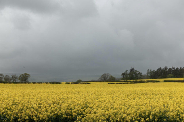 Colour photograph of a field of bright yellow oilseed rape crop, with trees behind. The sky is a very dark grey.