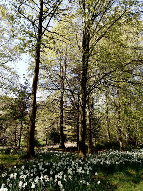 A woodland scene featuring tall trees with vibrant green leaves and a carpet of white daffodils in bloom at their base, under a clear blue sky.