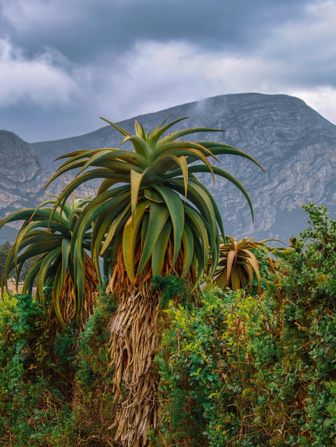Dune aloes with a mountainous backdrop in Hermanus, South Africa.