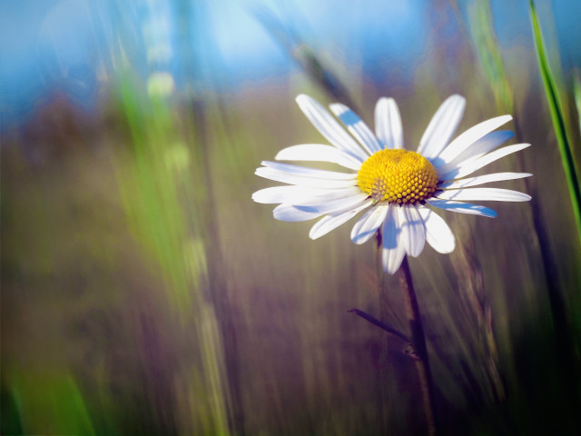 Das Foto zeigt eine einzelne weiße Margerite mit leuchtend gelber Blütenmitte im Vordergrund. Die Blume steht leicht rechts versetzt und hebt sich scharf vom verschwommenen Hintergrund ab.

Der Hintergrund wirkt weich und malerisch: verschwommene Gräser in Grün- und Brauntönen ziehen sich vertikal durchs Bild, darüber fällt blaues Licht ein, das an Sonnenstrahlen erinnert. Durch die starke Unschärfe und die Lichtreflexe entsteht eine verträumte, fast impressionistische Stimmung.

Die weißen Blütenblätter werden von warmem Sonnenlicht angestrahlt, wodurch die Margerite frisch und sommerlich wirkt. Insgesamt vermittelt das Bild Ruhe, Leichtigkeit und Naturverbundenheit.