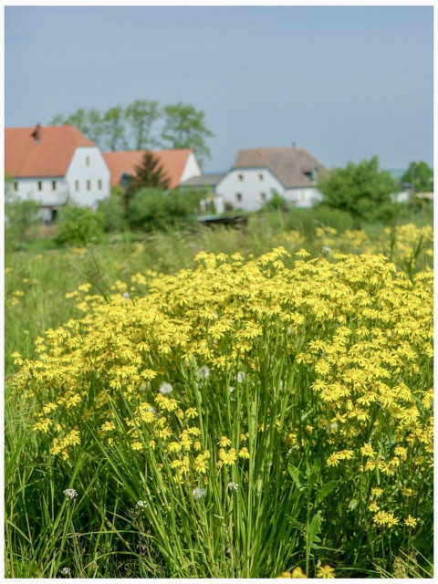 A vibrant field of yellow flowers in the foreground, with a backdrop of white and red-roofed houses and green trees under a clear blue sky.