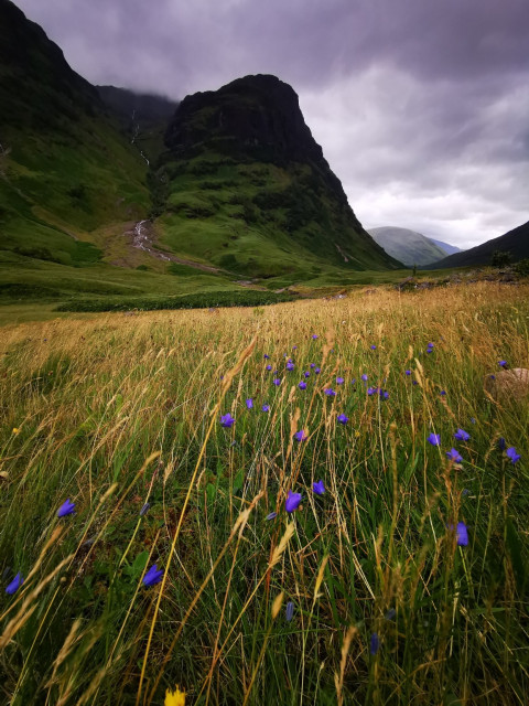 Ein Landschaftsbild mit einem Feld aus hochgewachsenen, goldenbraunen Gräsern, die von unordnungsgemäß platzierten, purpurnen Blumen gesprenkelt sind und einige gelbe Blüten im Vordergrund vorhanden sind. Hinter dem Feld ragen sanfte grüne Hügel hinauf zum dunklen, felsigen Gipfel mit Nebel, der seine Oberseite umhüllt. Ein schmaler Fluss oder Pfad schlängelt sich durch das Tal zwischen den Hügeln. Der Himmel ist von dicken, grauen Wolken bedeckt und erzeugt eine verschwommene Atmosphäre.