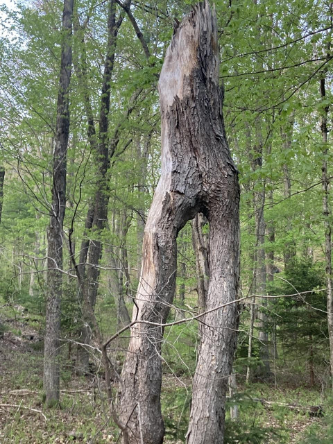 The remains of a tree stand upright in exactly the shape of a pair of humanoid legs and a torso. The legs are separated, with the left ‘foot’ forward, knee bent. The point where the legs join up bears an uncanny resemblance to a human backside extending into a torso. Relatively thin, young trees and ferns sporting their spring greens surround this unlikely forest denizen. 
I promise, no AI.