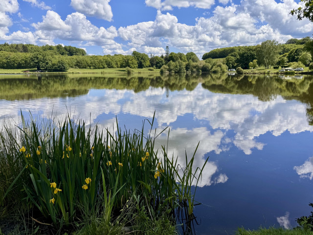 A landscape featuring a lake. A yellow irises bush with tall blades line the shore in the foreground. The blue sky and white clouds are perfectly mirrored in the still water. 