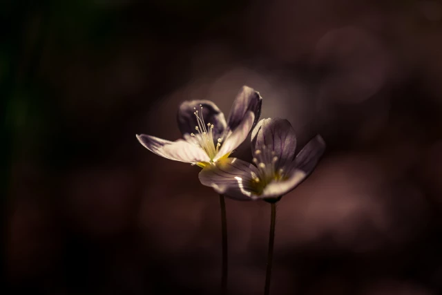 Zwei Blüten des Waldsauerklee (Oxalis acetosella) nebeneinander - monochrome in Brauntönen und mit explizitem Schärfepunkt.