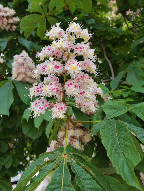 Eine weiße Rispe einer Kastanienblüte mit leuchtend pinken Punkten im Blattgrün. 