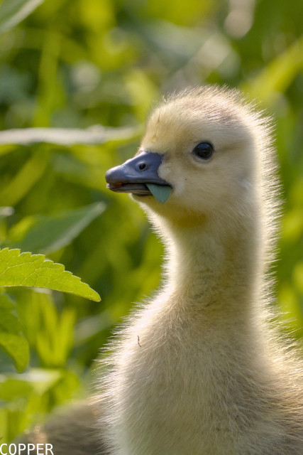 A digital photograph of a baby goose, you can only see the goose's head and neck in frame as they waddle through the foliage for snacks. A leaf is sticking out of their little beak.