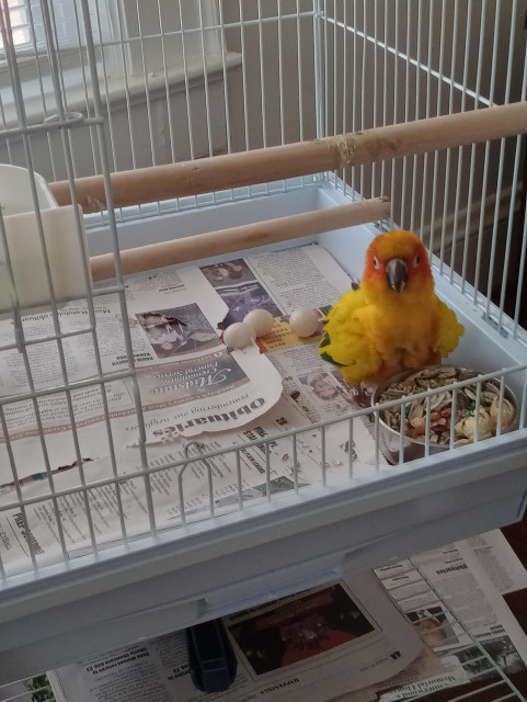 An older picture of Sherbert (last month) sitting at the bottom of her cage which is covered with newspaper. Next to her are the 3 eggs she laid over a 2-3 week period. She'd never had that many while living with me, so it was a shock!
Sherbert is a sun conure parrot, is about 12 inches from beak to tail, is mostly yellow and orange with some green and blue on her wings and tail. She has dark grey eyes and a black beak. The eggs are about the size of a quarter, oval and white.
