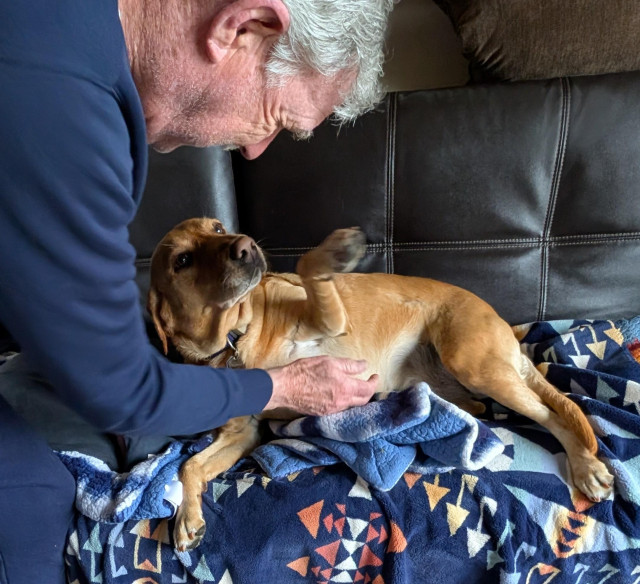 Older man is petting a golden lab who is lying on a blanket on the seat of a sofa. 