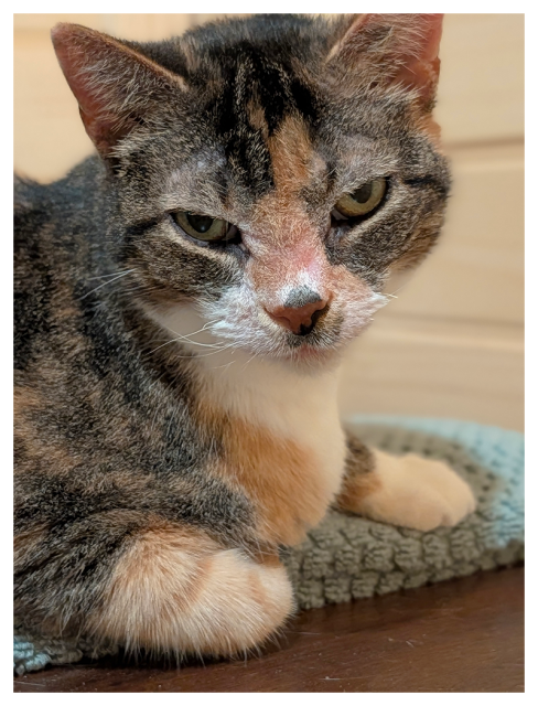 close-up of a calico cat with green eyes making contact. she's resting on a folded green towel atop a vintage walnut chest of drawers with wood paneling in the background.