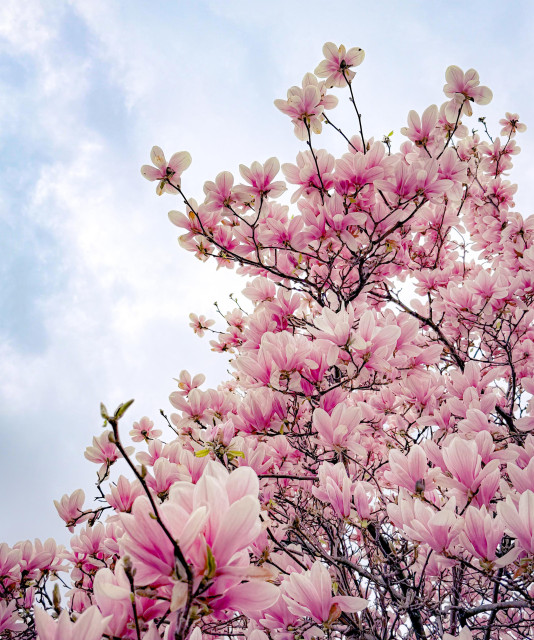 Looking up at a pink magnolia tree against a cloudy sky