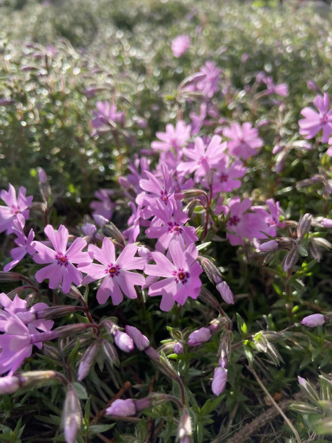 Creeping phlox seen at ground level, starting to open, with bright pink heart shaped petals and with dark pink centers. They're backlit by the sun. 