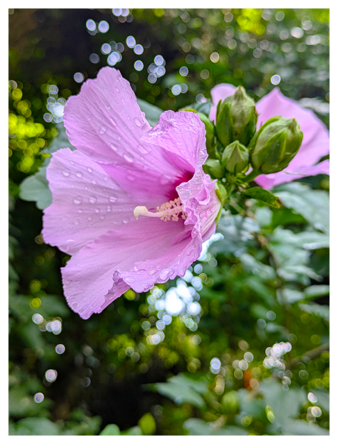 close-up of a light purple hibiscus flower with raindrops on its petals. several green buds are nearby. the background is blurred with circular light spots,