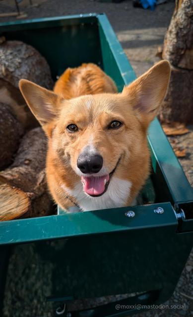 Moxxi the corgi is sitting in a green quad trailer. She's happy and smiling. There are tree logs around her in the trailer.
