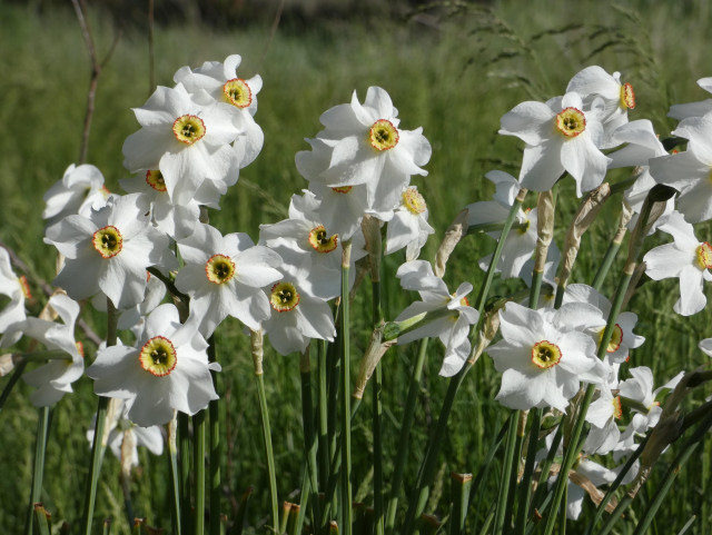 Photo of a little wild gathering of inside-out-looking daffodils (poet's narcissus) standing in a row in the tall, sunny green grass, their white petals like frilly collars around the octopi-ish yellow siphons of their centers. It may just be my imagination, but I think the odd, cheery little flowers seem like they are looking around in surprise and curiosity.
