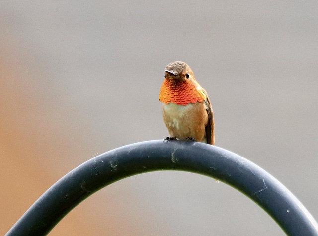 A male rufous hummingbird perched atop a shepherd's hook, its gorget below its beak and around its neck flared and brilliant orange in direct sun. It's long beak is straight out and its eyes seem to project a dominant attitude, despite its tiny brown body. It is one handsome little devil!
