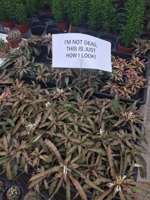 A rather brown looking plant has a little sign that says, "I'm not dead, this is just how I look."