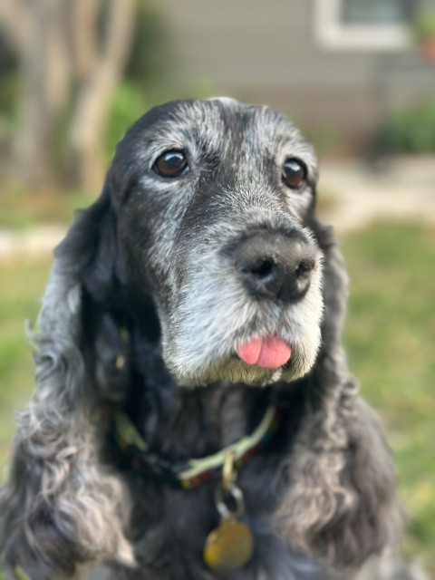 A close-up photo of a dark blue roan English Cocker Spaniel.  She has a grey snout and her tongue is sticking out.  