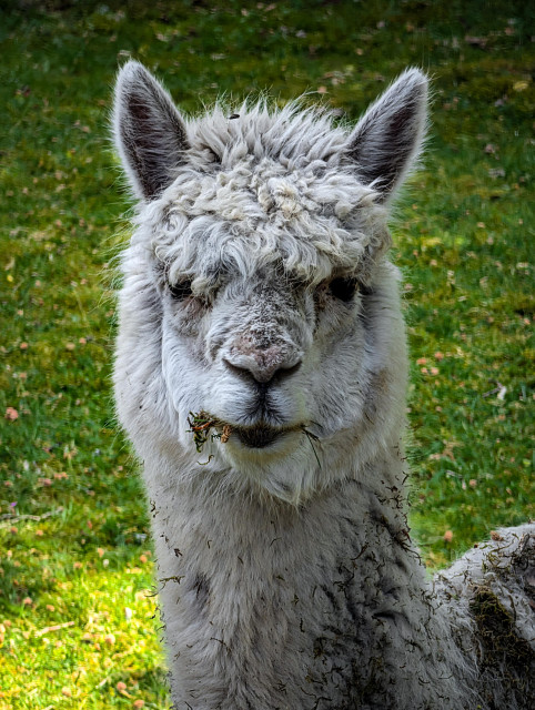 A close-up portrait of a white alpaca looking directly at the camera. Bits of dried grass and debris are stuck in its fur, particularly around its mouth and the right side of its neck.

The image captures the incredible detail of the wool, from the tightly wound curls on the head to the stray, wispy hairs catching the light along the edges of its neck.